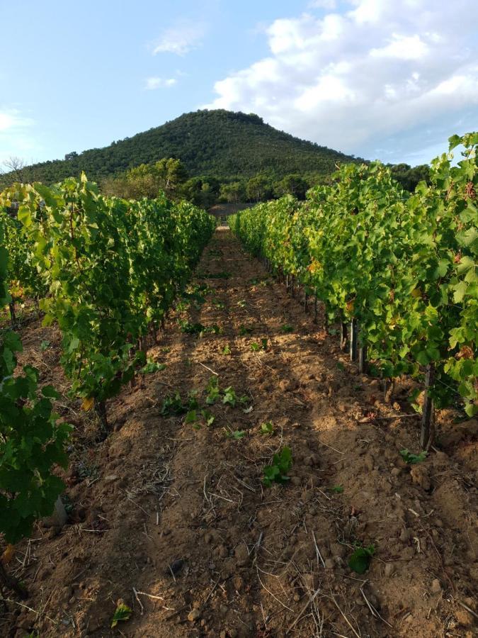 Villa Domaine De La Navicelle - Syrah Le Pradet Exterior foto